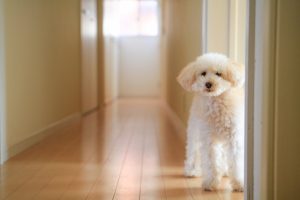 犬　湯たんぽ　低温やけど