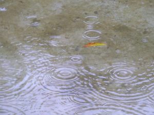 雨　悲しい